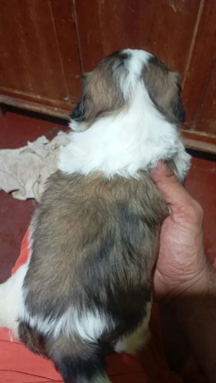 Shitzu mini MACHO  - Foto 2