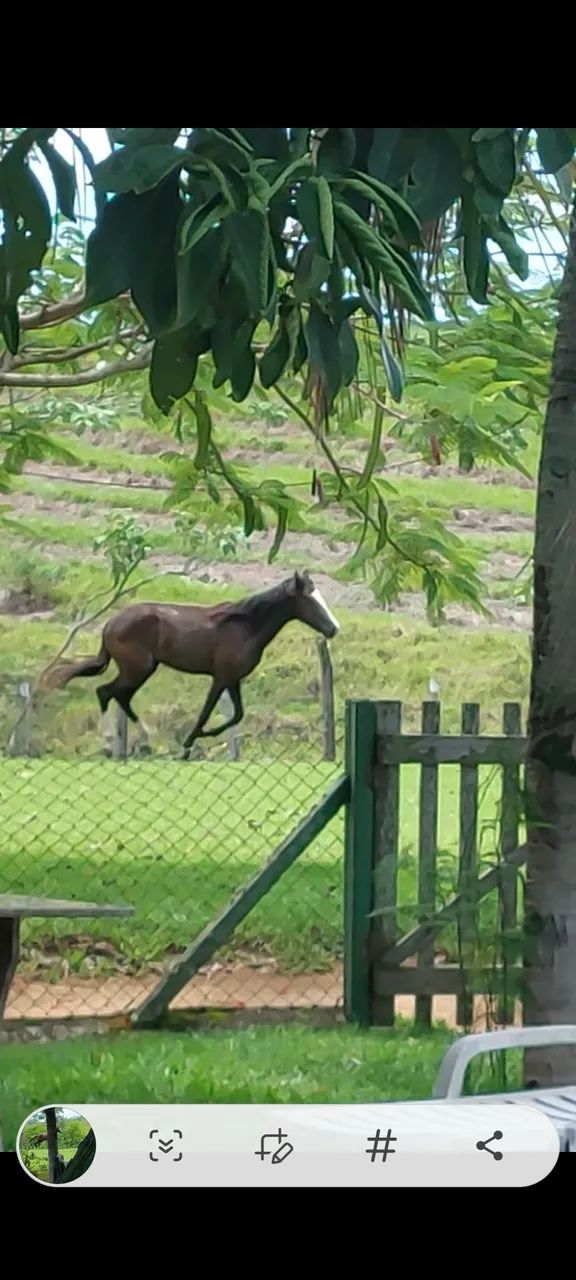 Vende-se uma linda potra ja domada para cavalgar