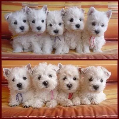 West Terrier Machos e Femeas 