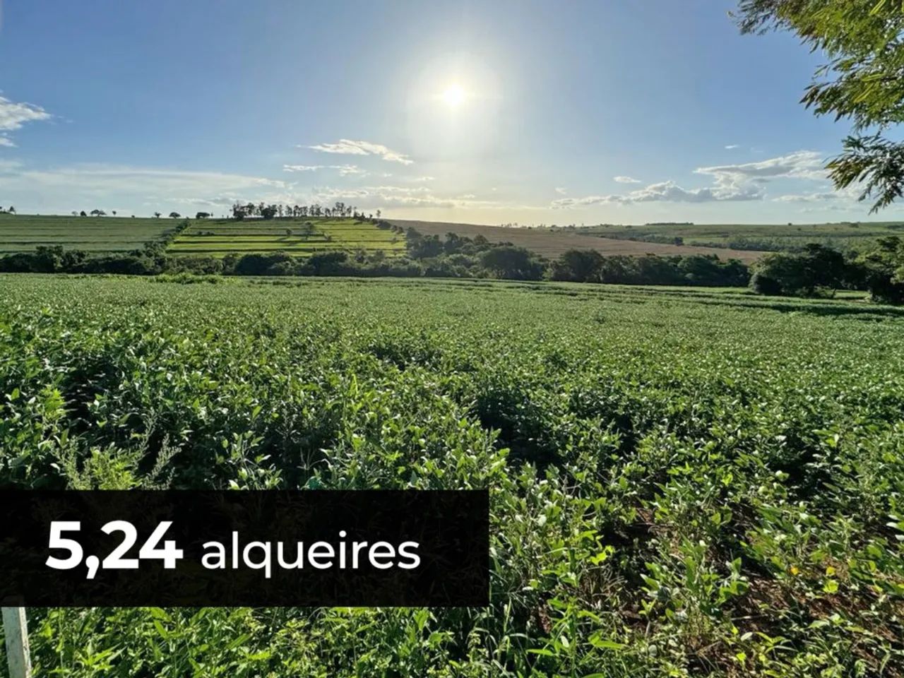 SITIO DE 5,24 ALQUEIRES- TUNEIRAS D* OESTE-PR - Foto 2