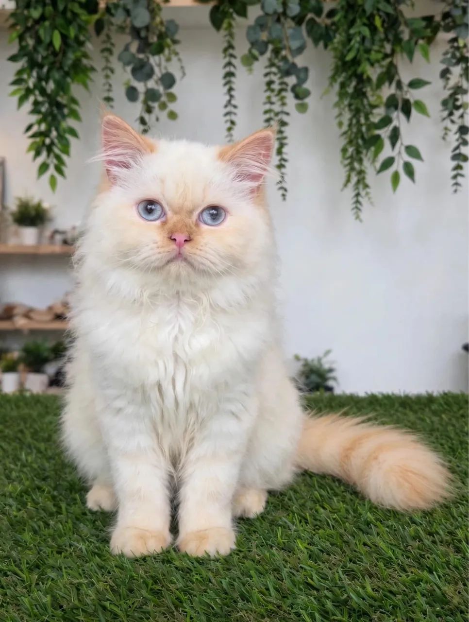 Ragdoll macho 7 meses vacinado