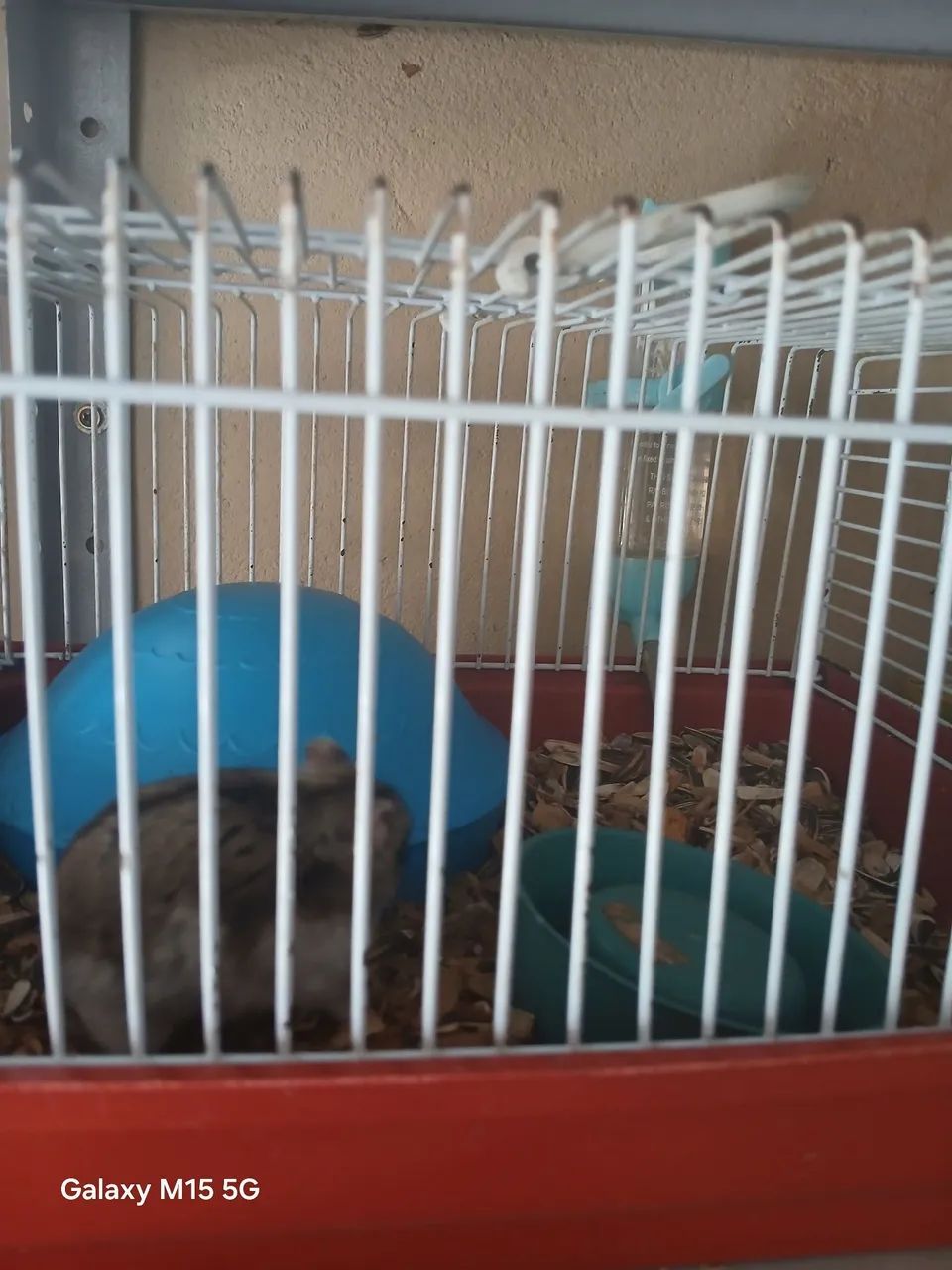Hamster Sírio  - Foto 4
