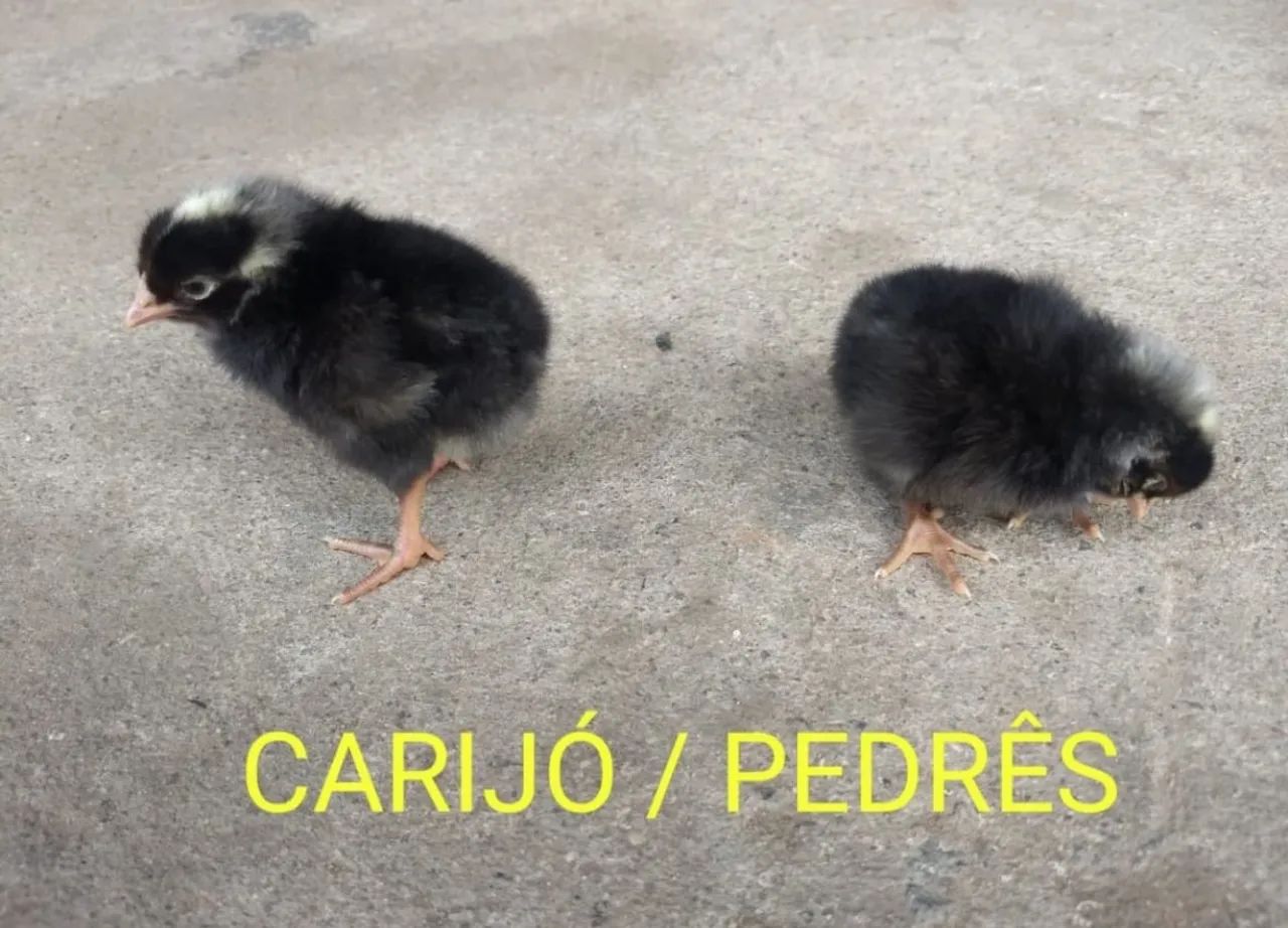 Pintos de um dia postura e caipira  - Foto 4