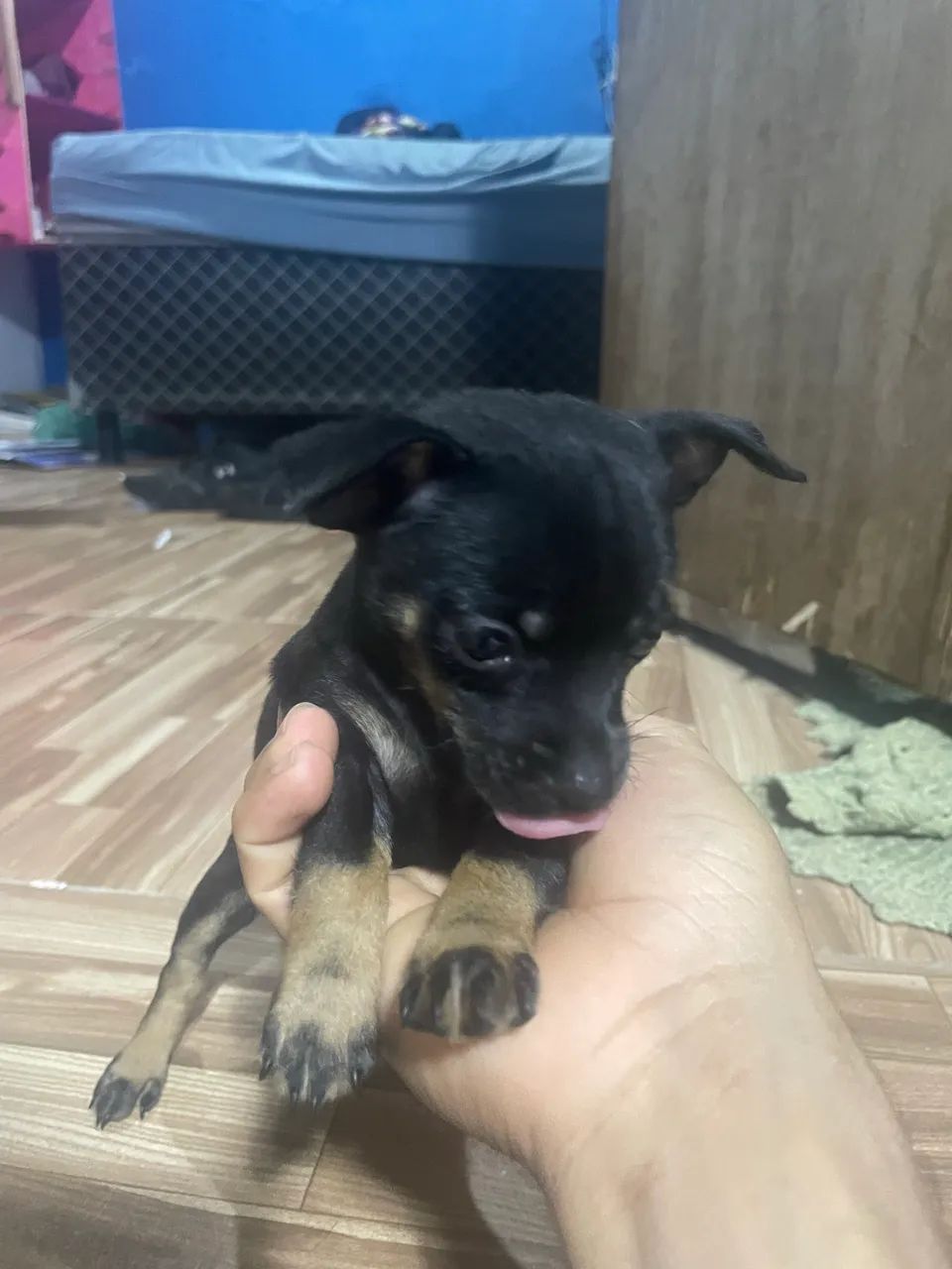 cachorro pinscher 2