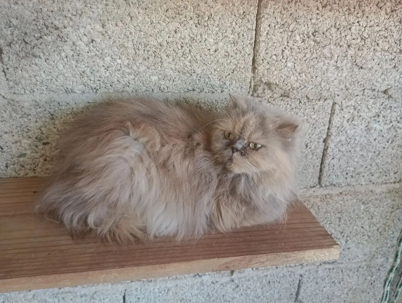 Gatos persas e Himalaios  - Foto 3