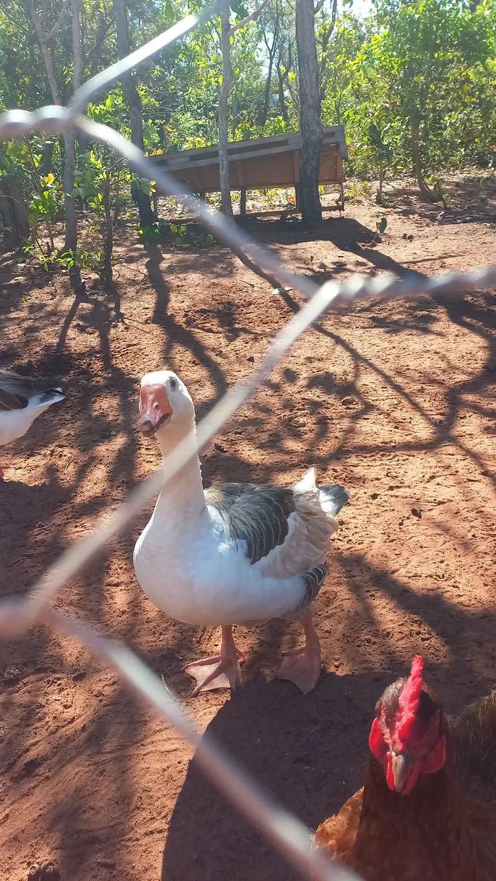 Casal de ganso  - Foto 4