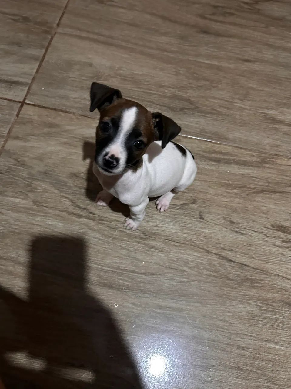 Vendo Pincher pequeno - Foto 2