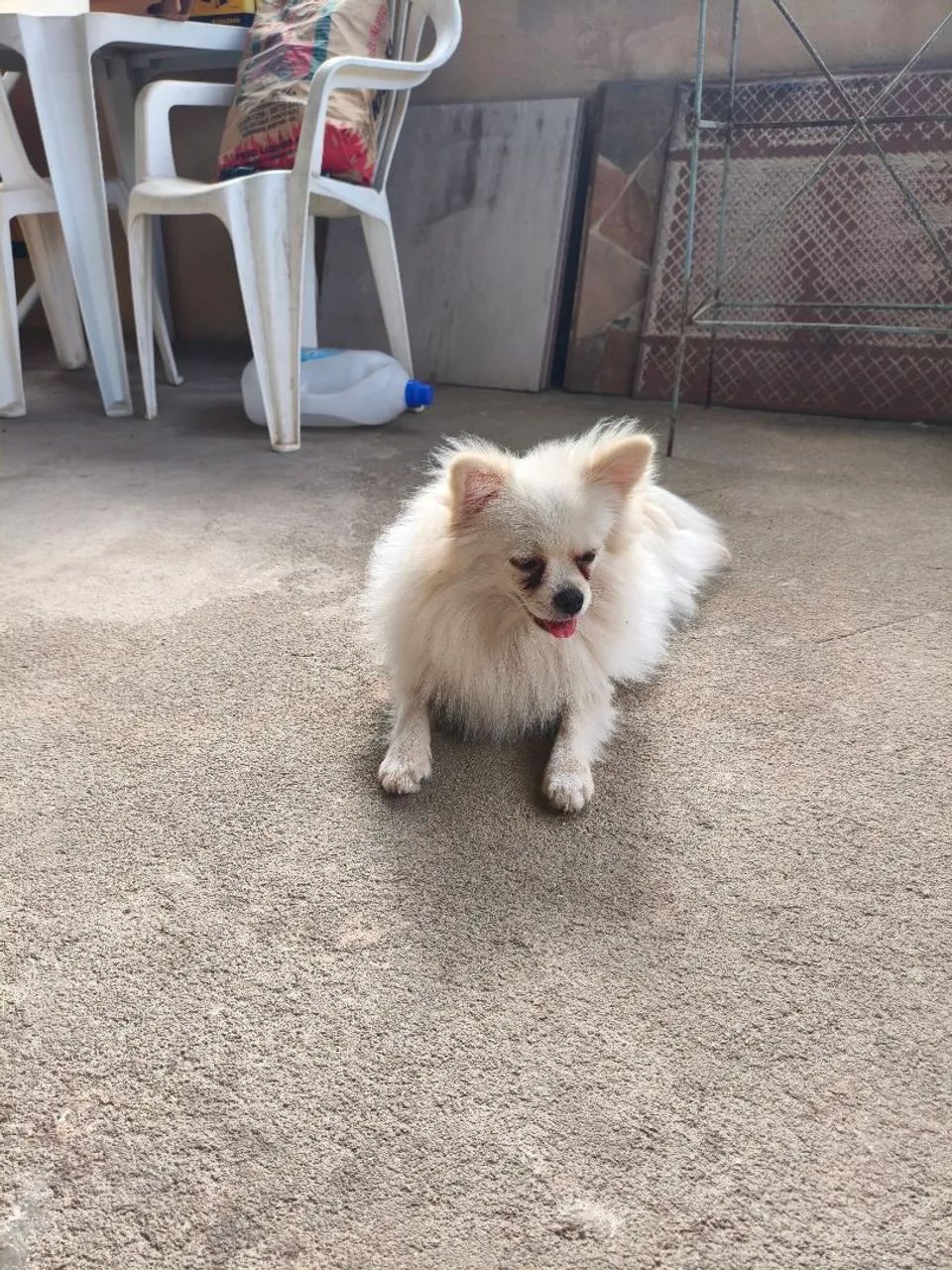 Spitz alemão macho  - Foto 4