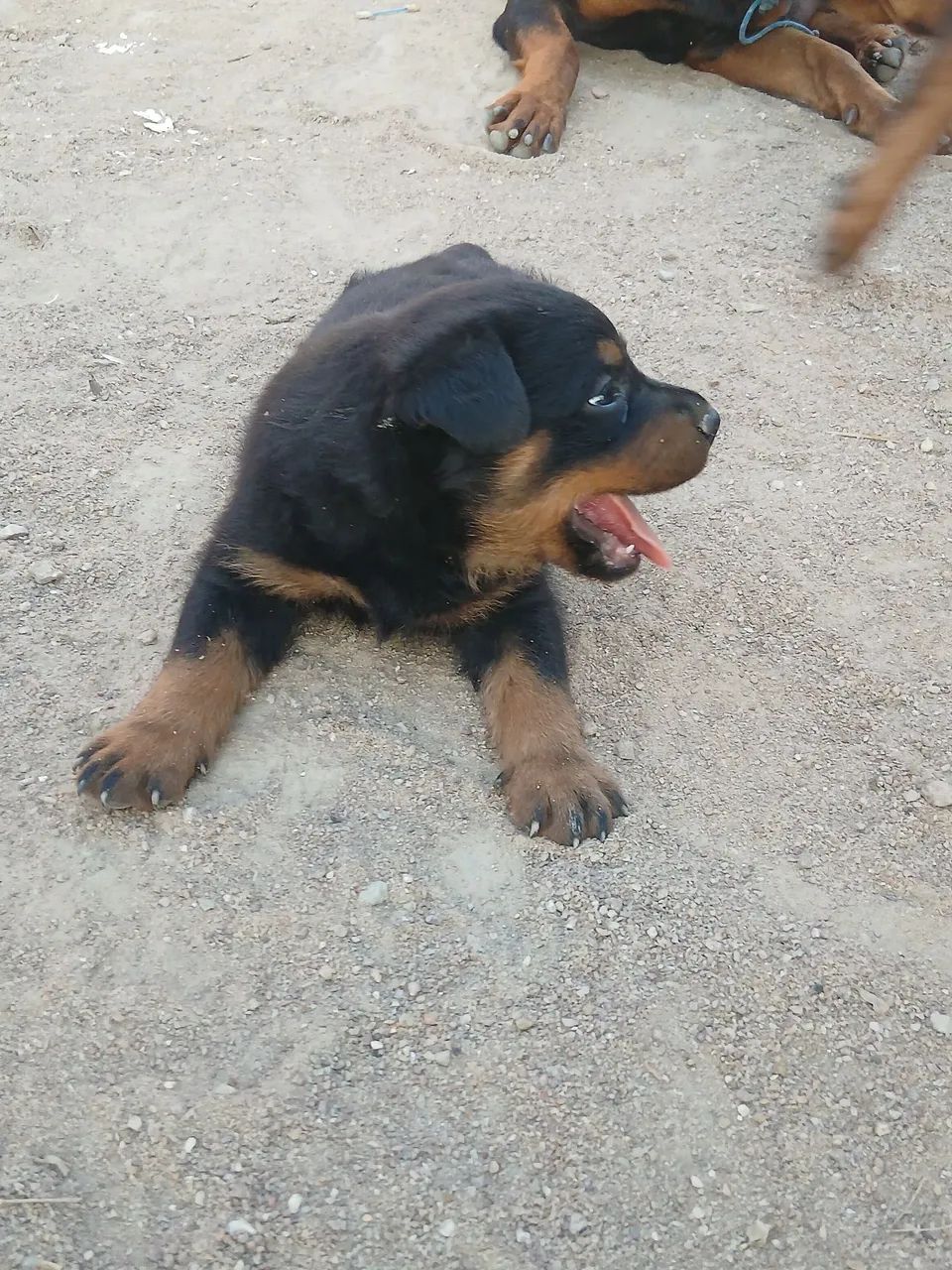 Filhotes rottweleir  - Foto 5