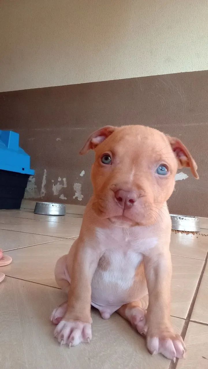 dispon íveis filhotes pitibull  - Foto 2