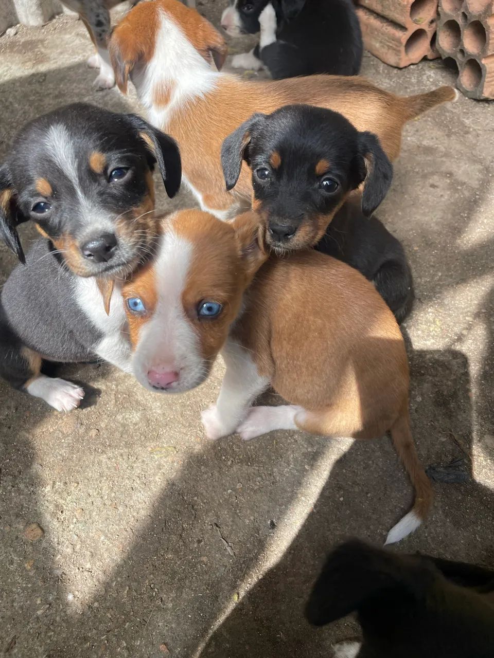Cachorros para doação  - Foto 3