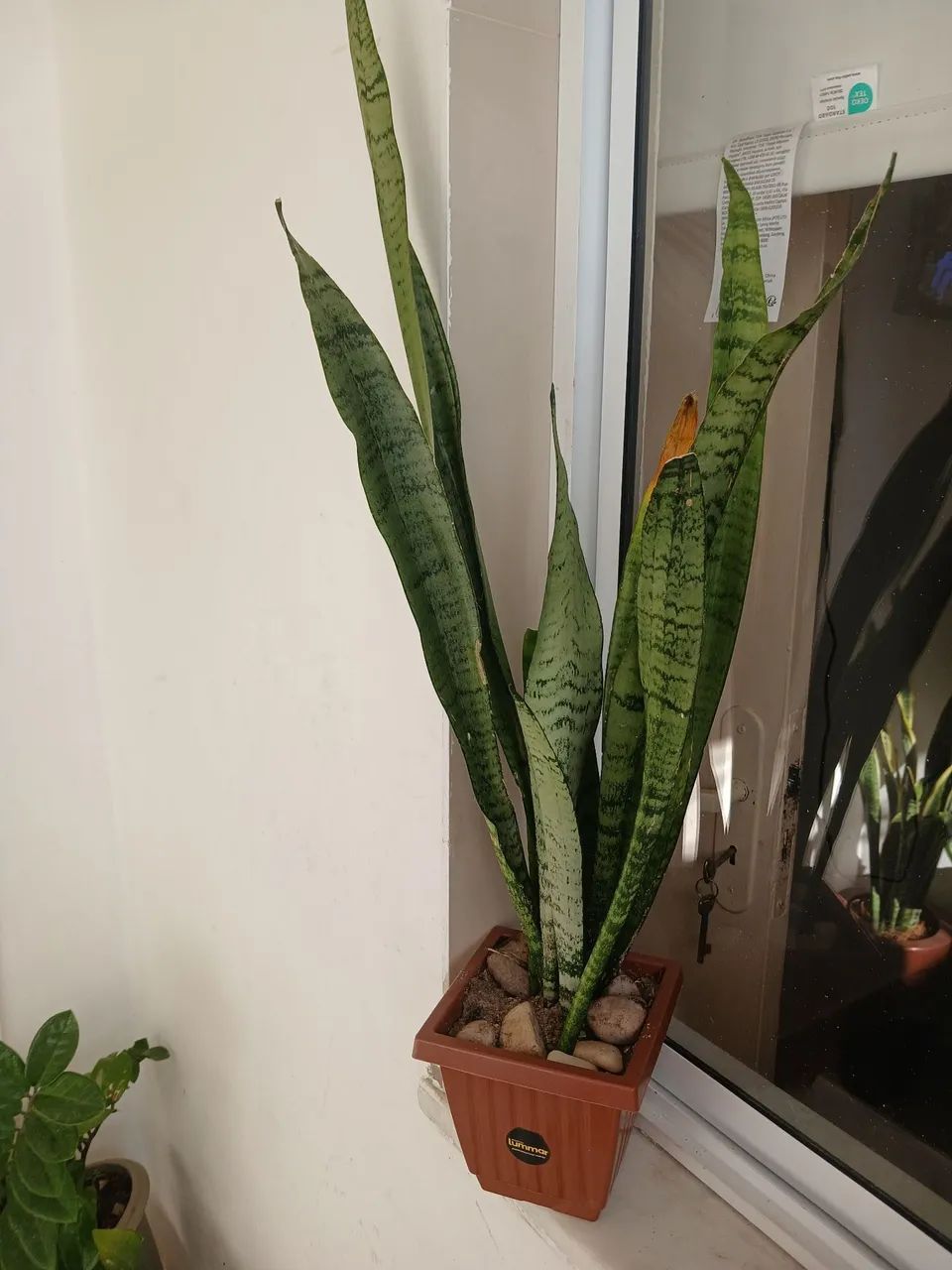 Planta espada de São Jorge 