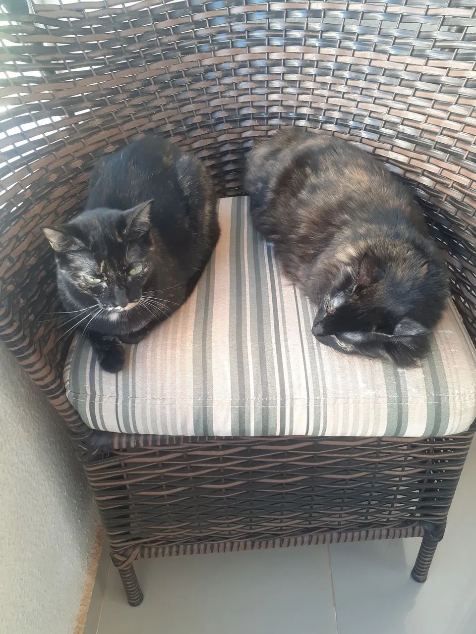 Petsitter e hospedagem pet  - Foto 2