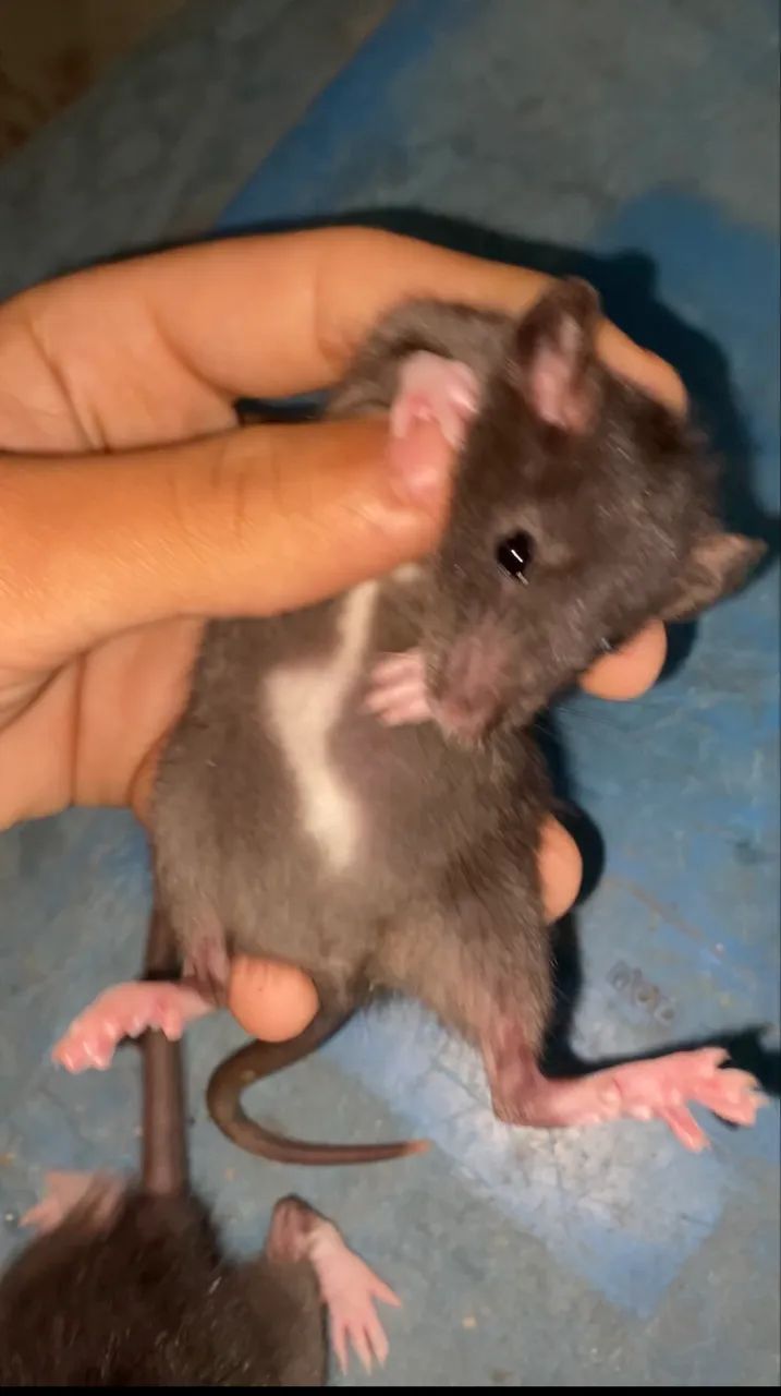 Ratos Twister 