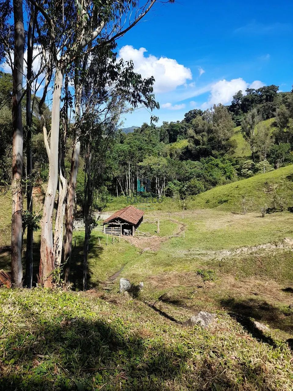 SÍTIO FORMADO EM DELFIM MOREIRA-MG - Foto 4