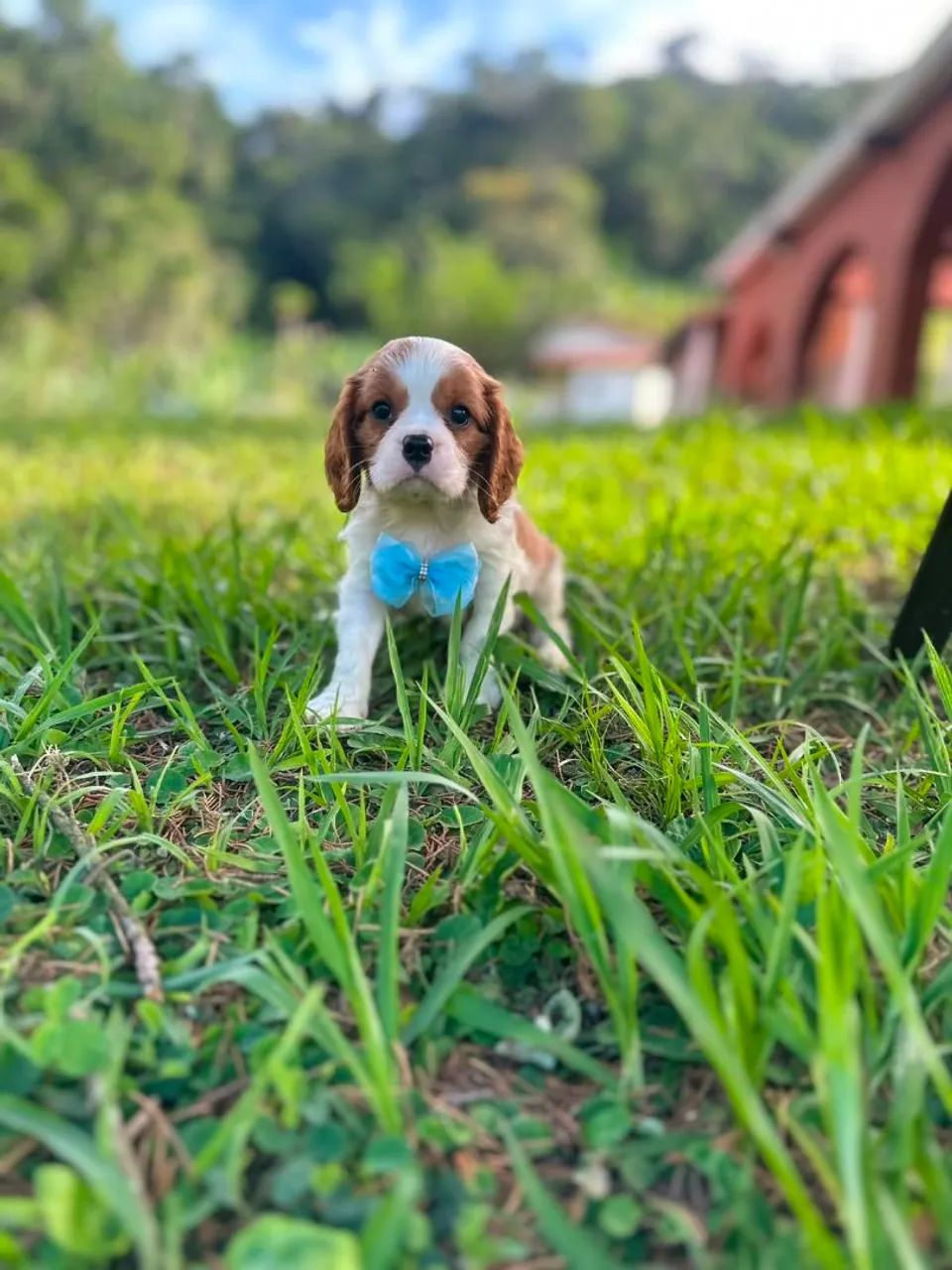 Cavalier King super amoroso ?