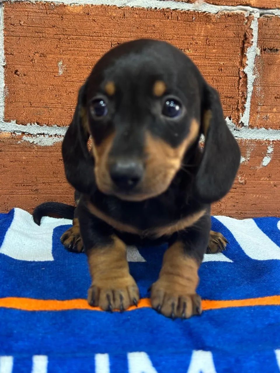 Dachshund maravilhoso