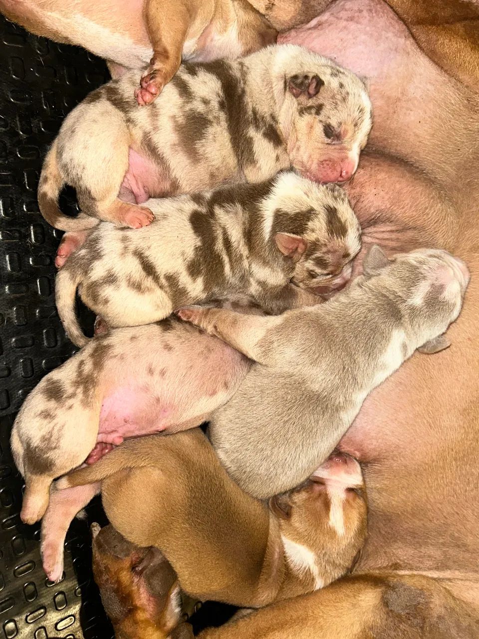 Pit Monster  - Foto 4