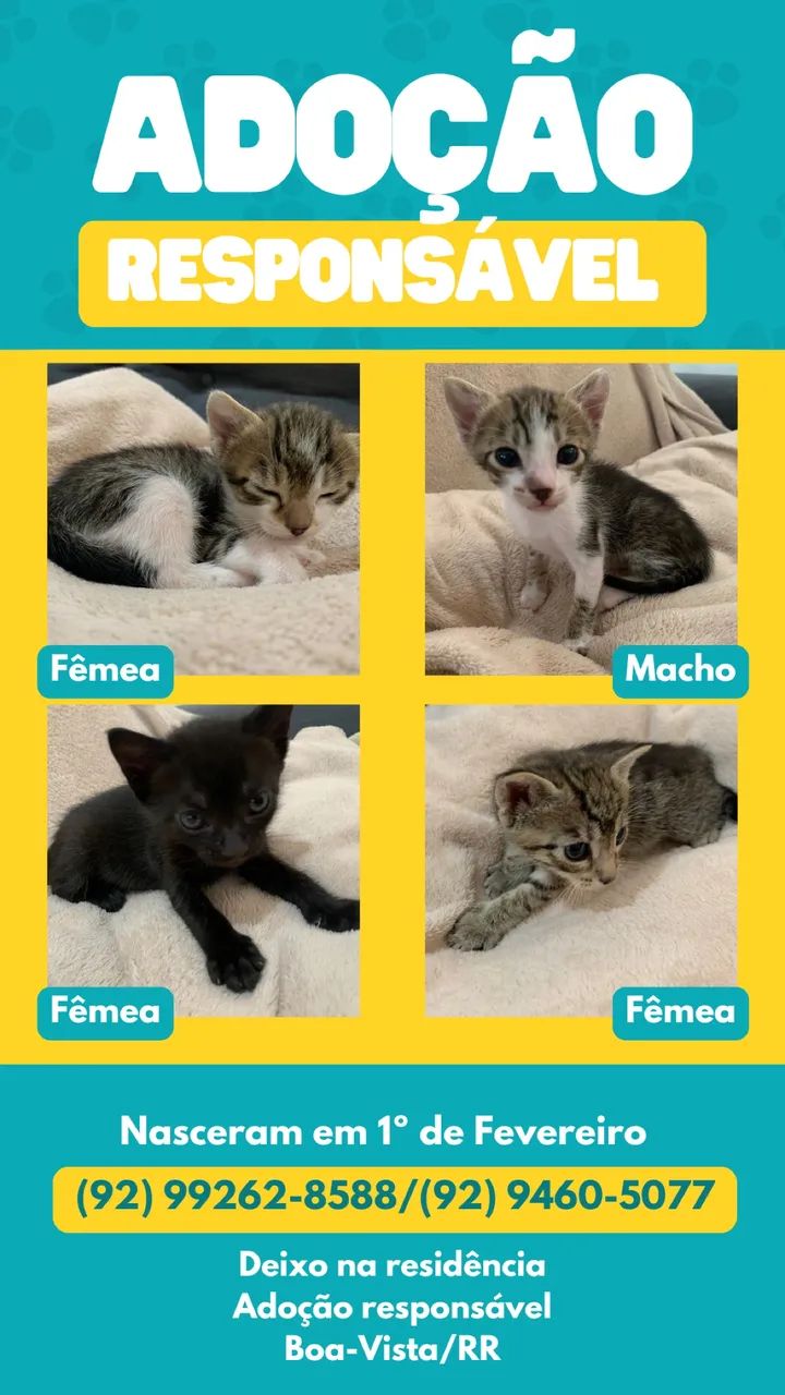 Doação de Gatinhos