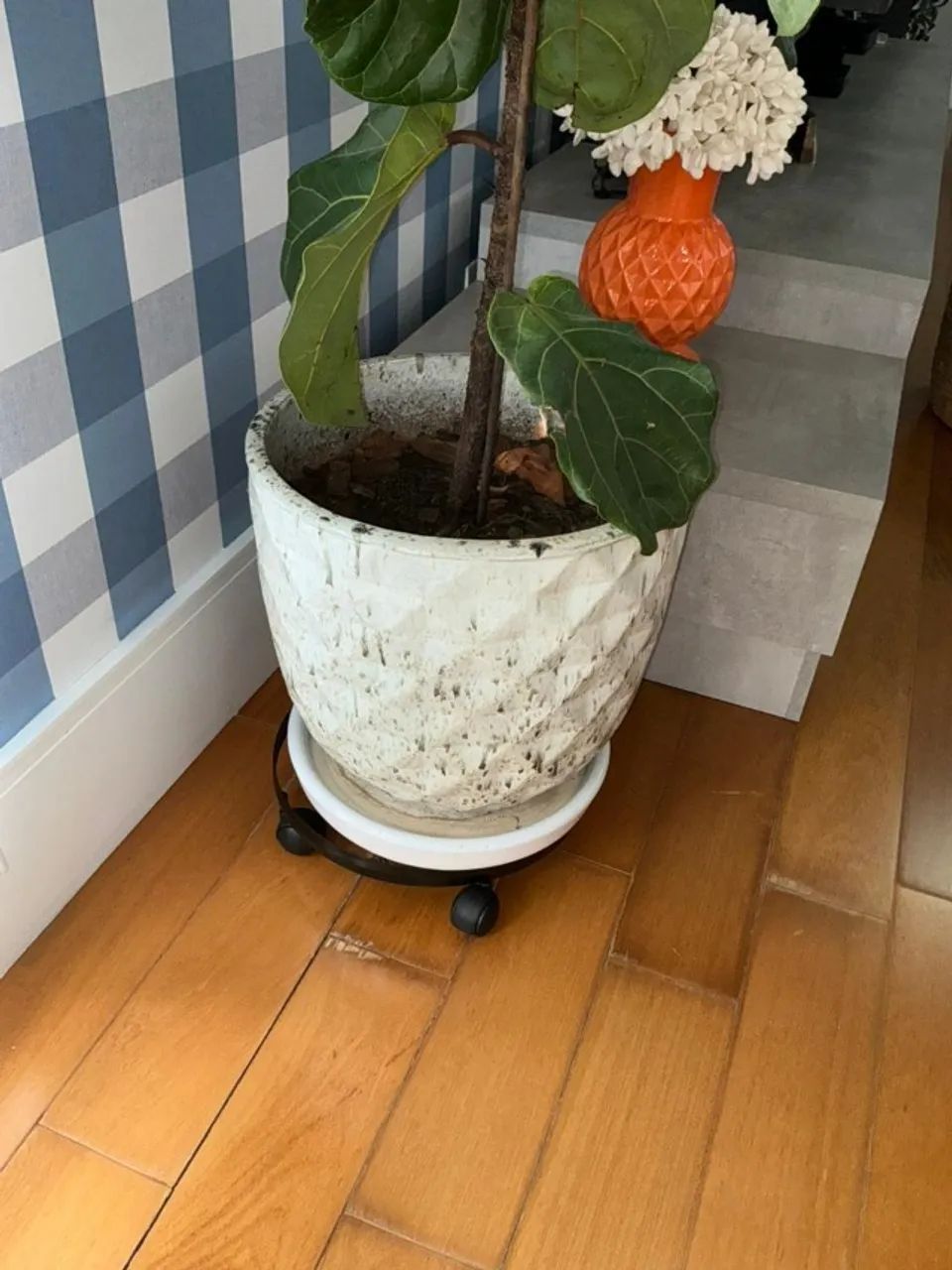 Planta com Vaso e Suporte - Foto 2
