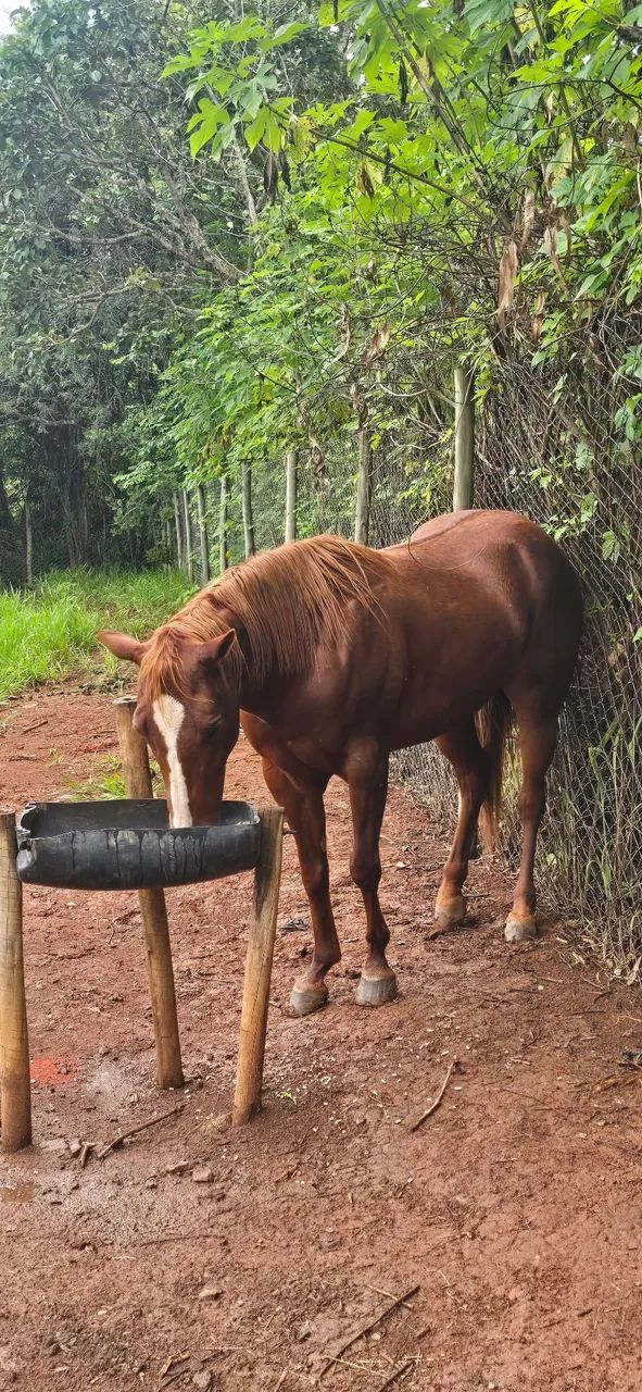 Egua quarto de milha 3 anos - Foto 3