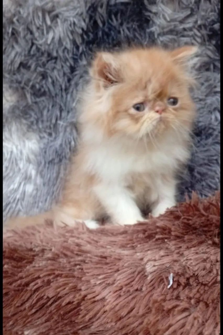 Gato Persa  - Foto 2