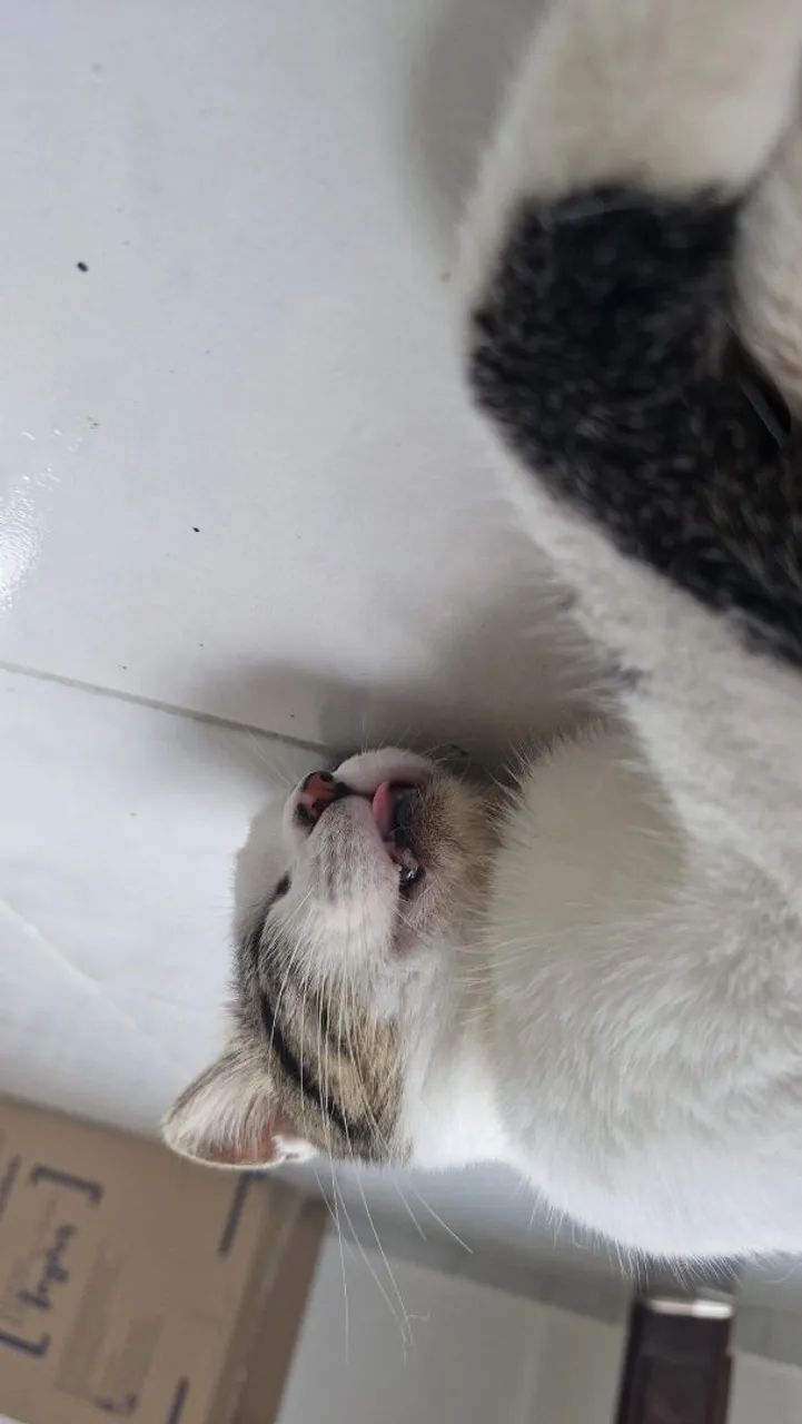 Adoção de pet - Foto 3