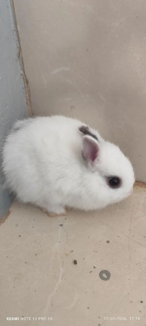 Mini coelhos da raça netwland darf  - Foto 3