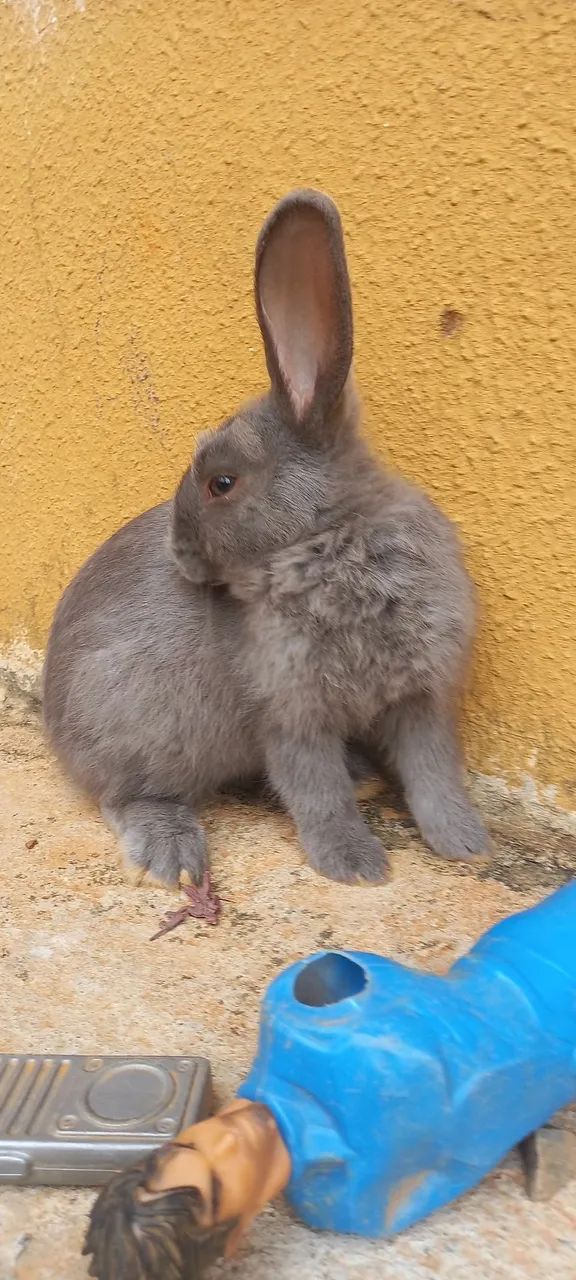 COELHO  - Foto 3
