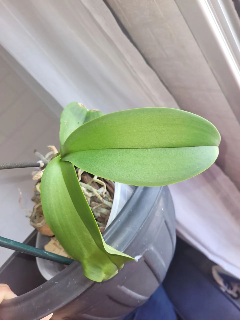 Orquídea  - Foto 3