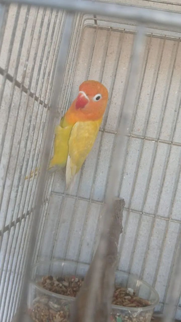 Vendo 