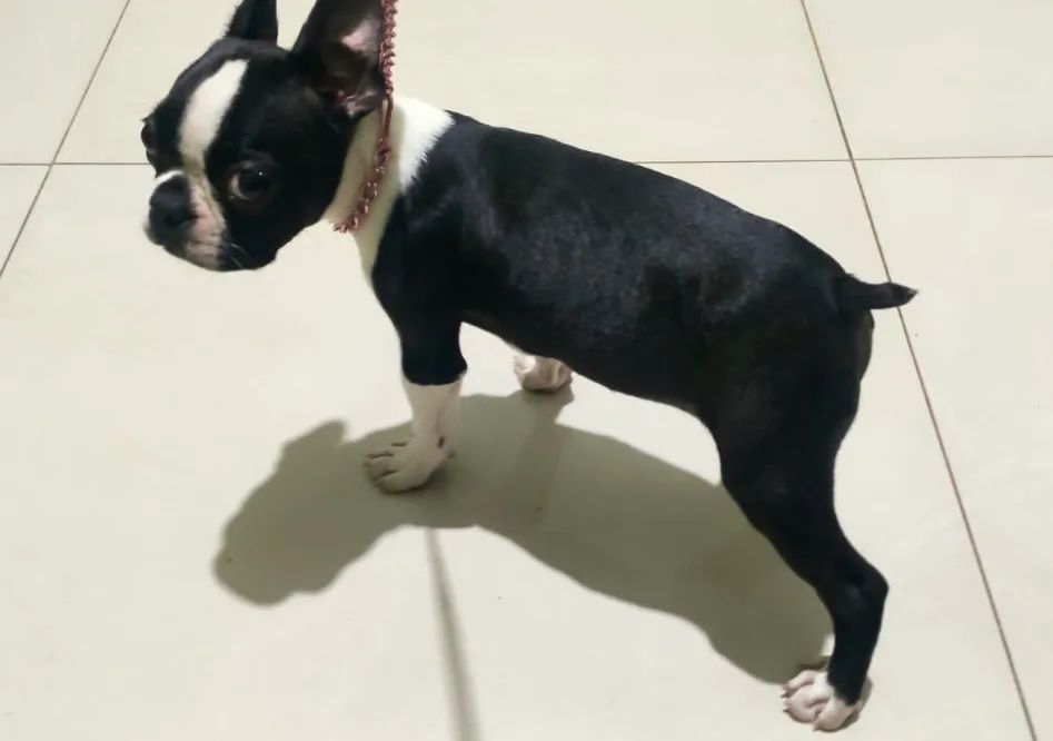 Boston Terrier  - Foto 3
