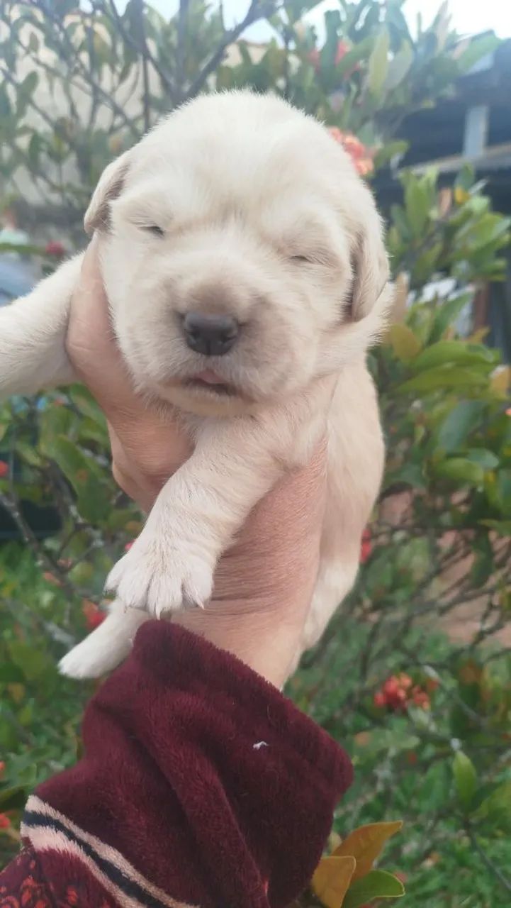 Golden Retriever  - Foto 2