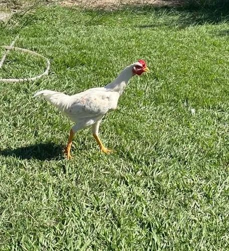 Frango novo - Foto 2