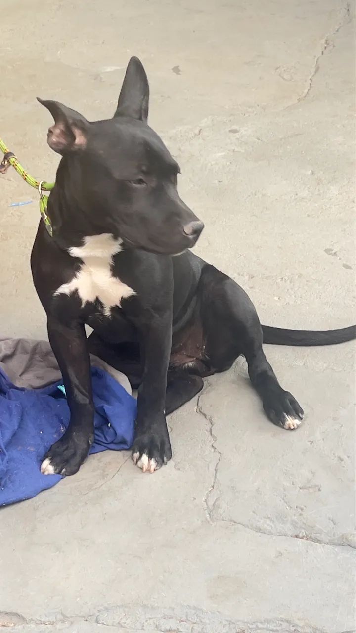 Pitbull  - Foto 5