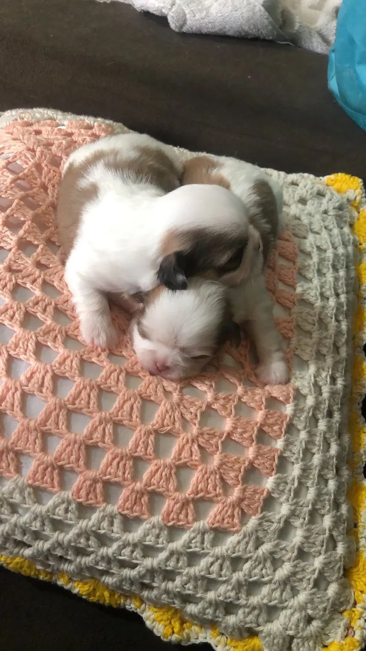 Shih tzu  - Foto 3