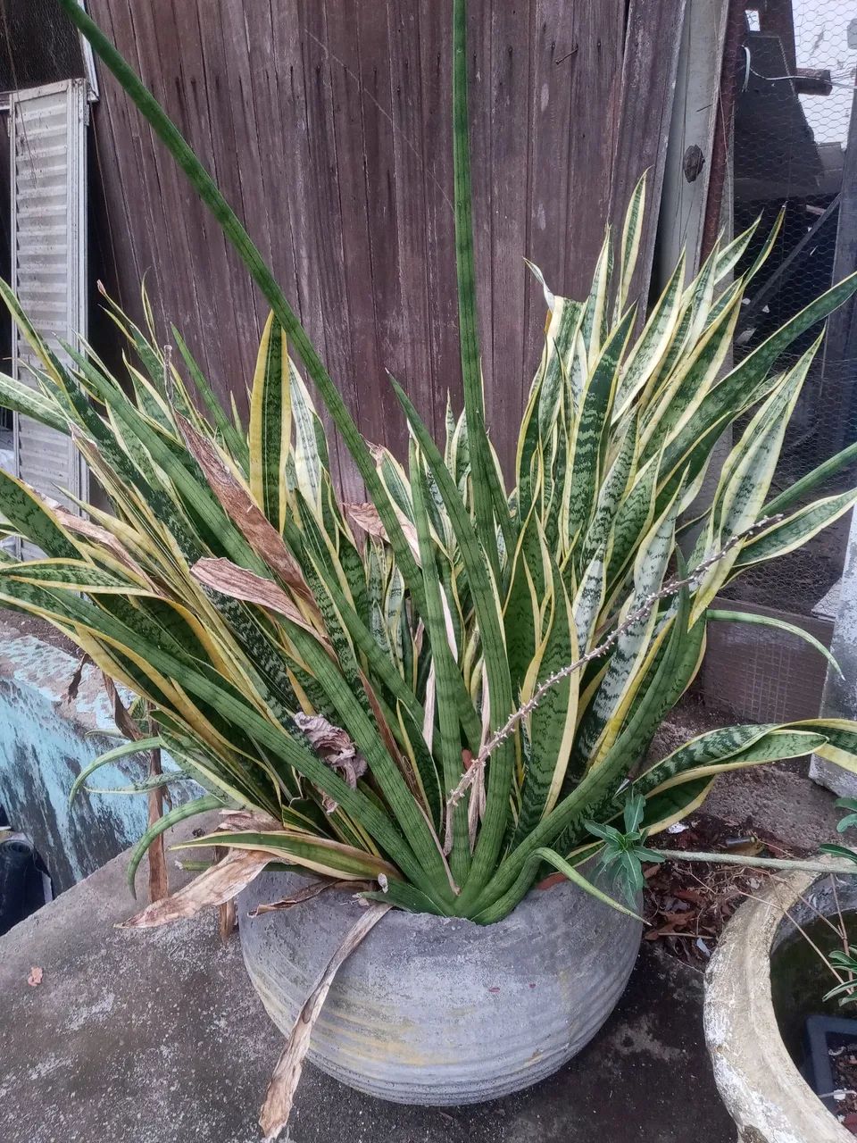 Plantas  - Foto 2