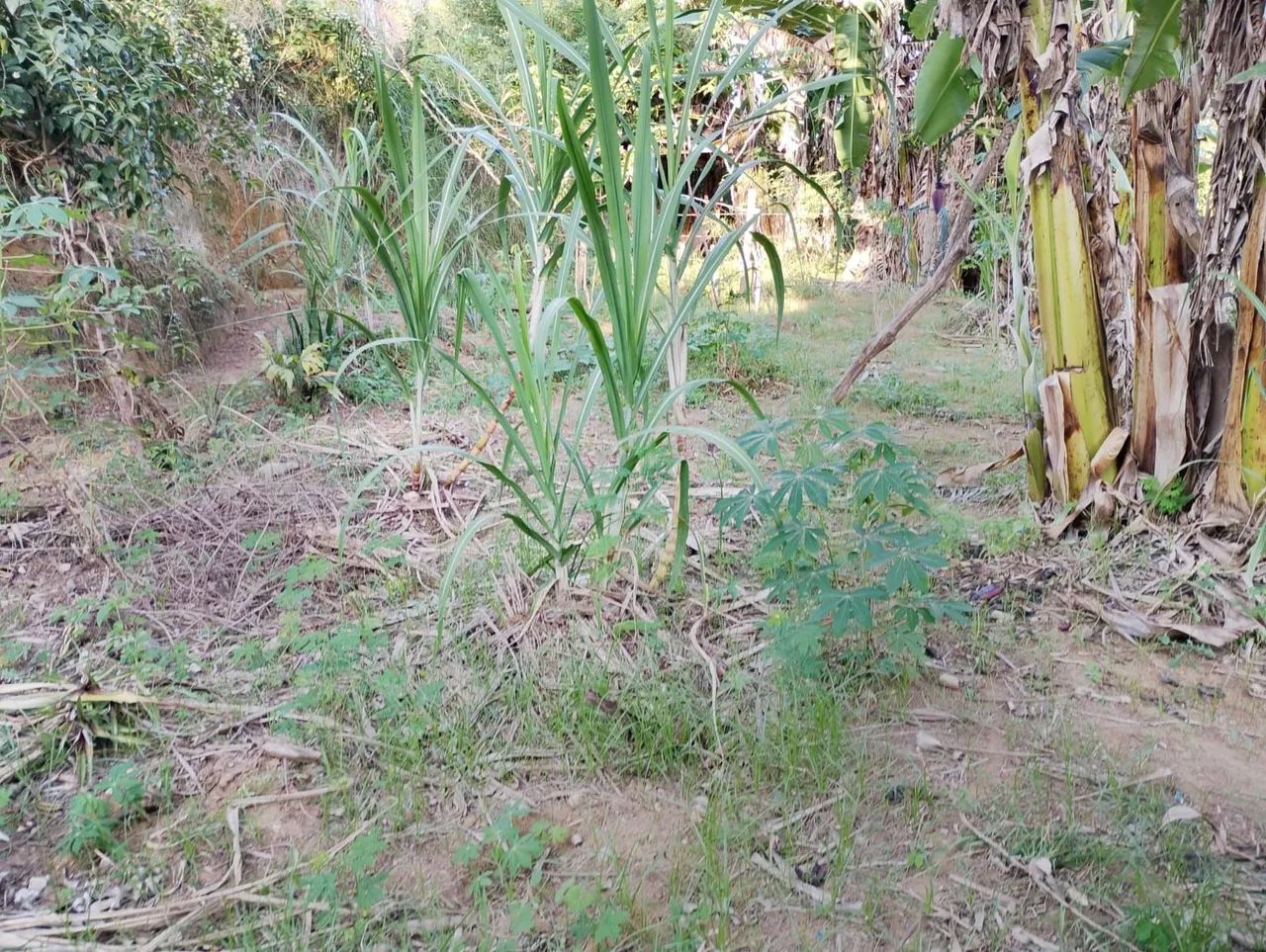 Vendo chácara 20x50mt - Foto 3