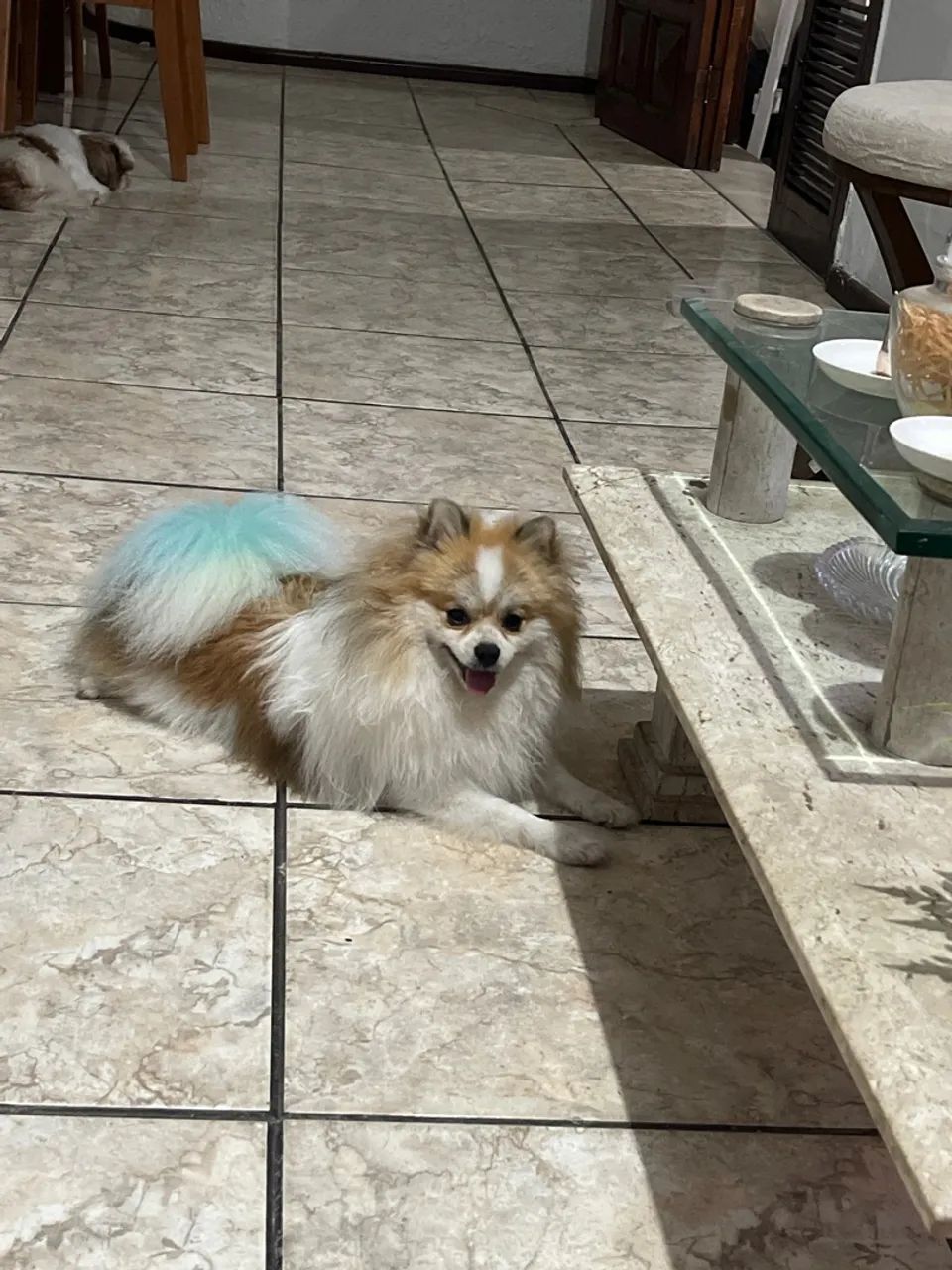 Spitz alemão anão para cruza  - Foto 3