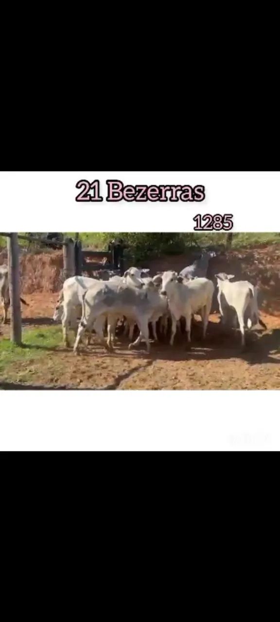 21 Bezerras  - Foto 4
