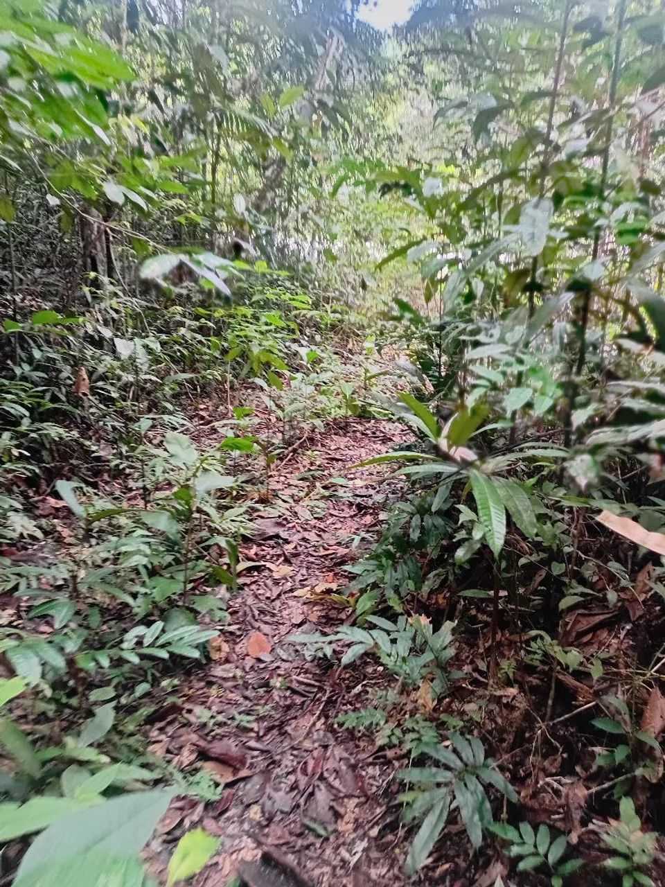 VENDO OU TROCO POR CARRO OU NEGOCIO TERRENO  na BR  174 KM 93, com doc. de compra e venda - Foto 2
