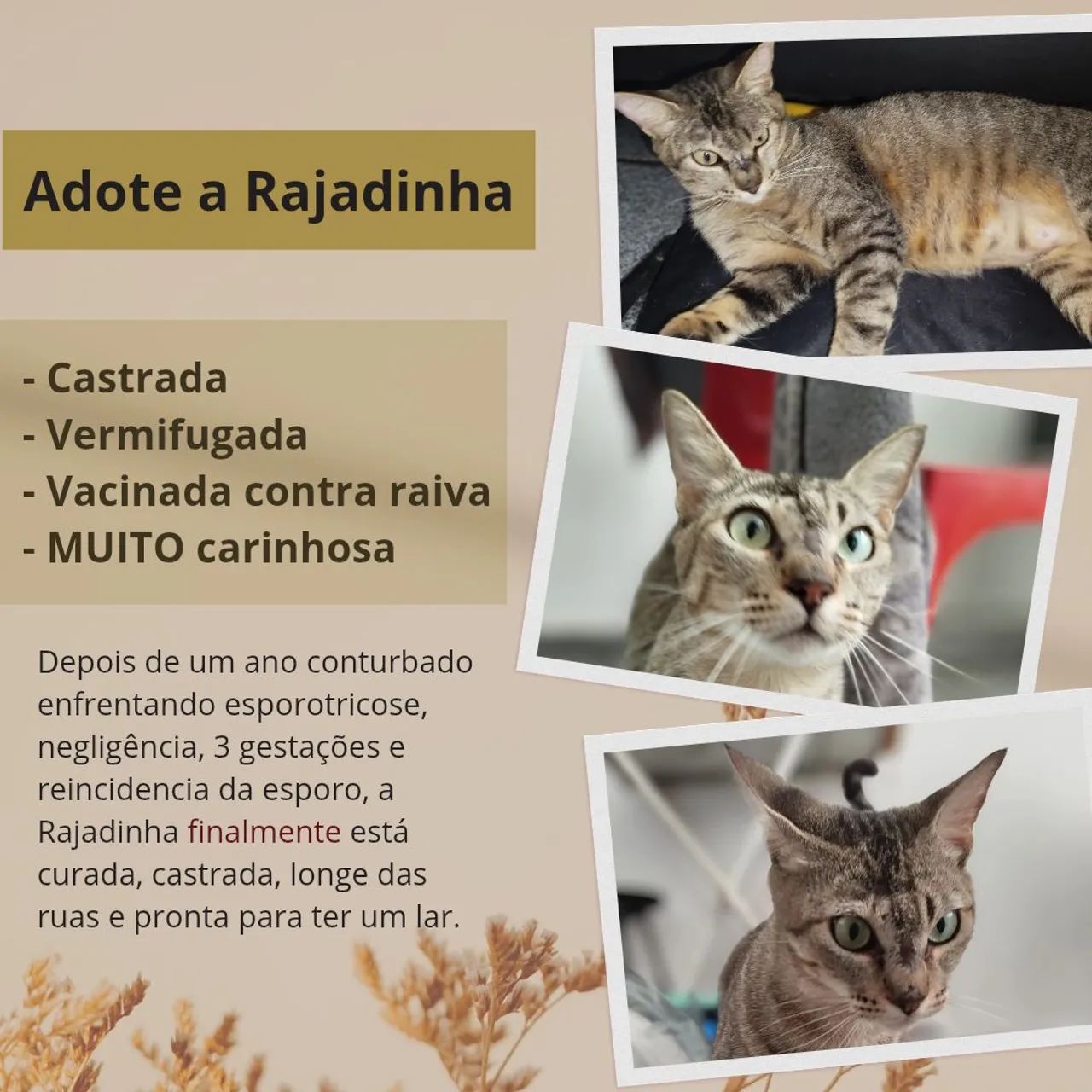 Gata castrada para adoção responsável 