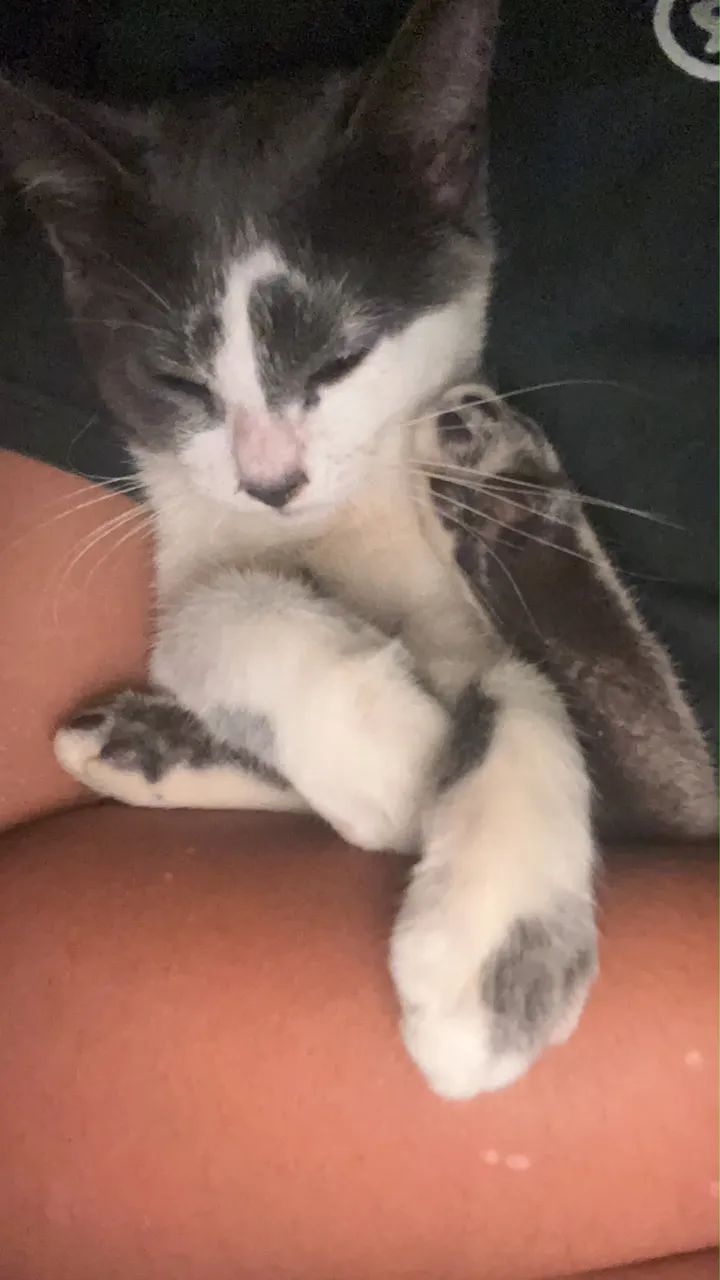 Doação de gatinho  - Foto 3