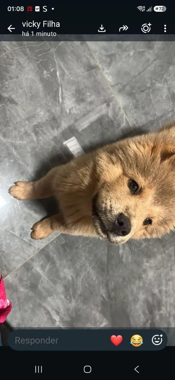 Vende-se !filhote ckow ckow original lingua roxa com 3 meses de nascida linda neiga - Foto 2