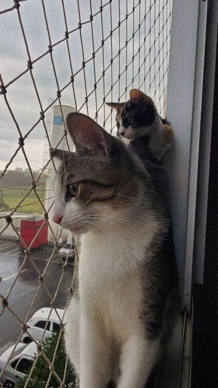 Gatos para doação 