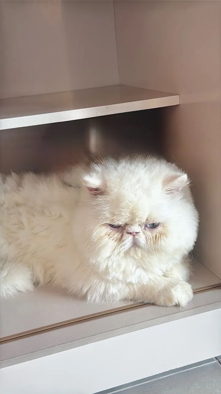 Gato persa macho - Foto 2