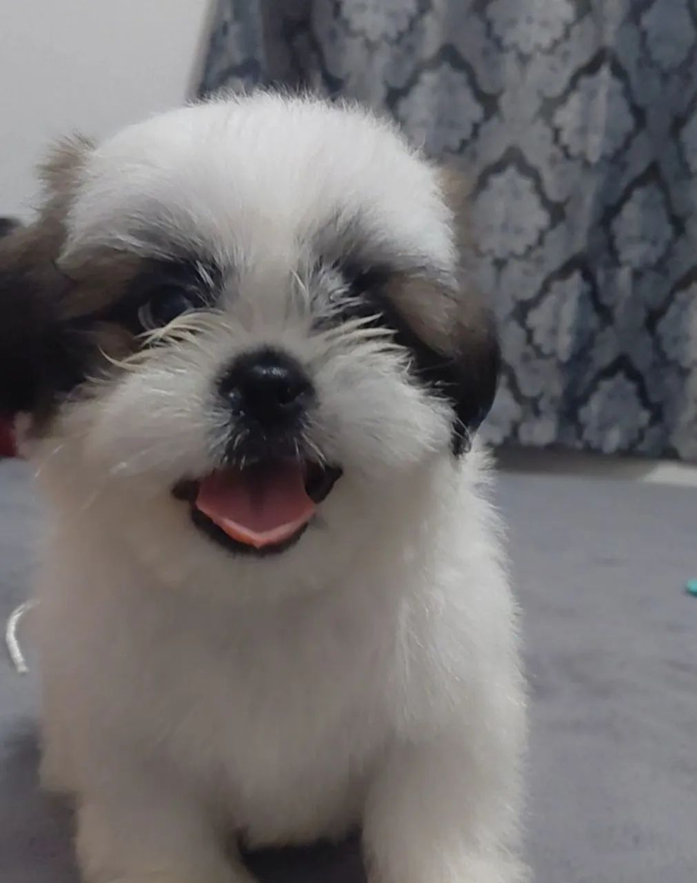 Shi-tzu puro micro. 