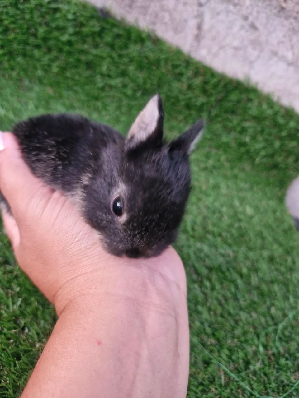 Mini coelhos disponíveis ? - Foto 2