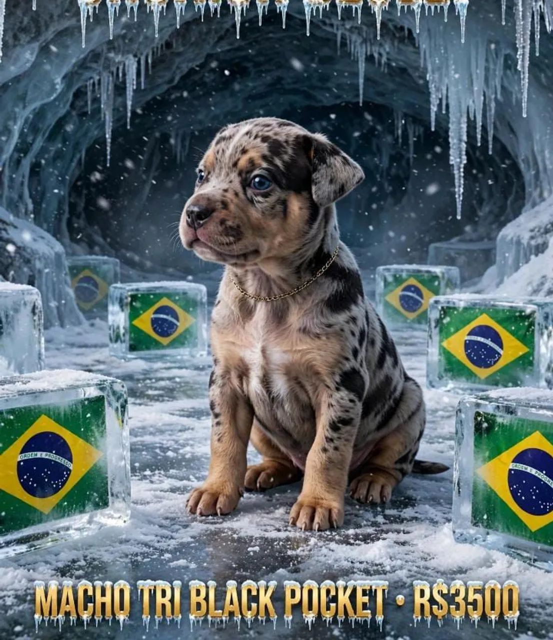 American Bully  - Foto 3