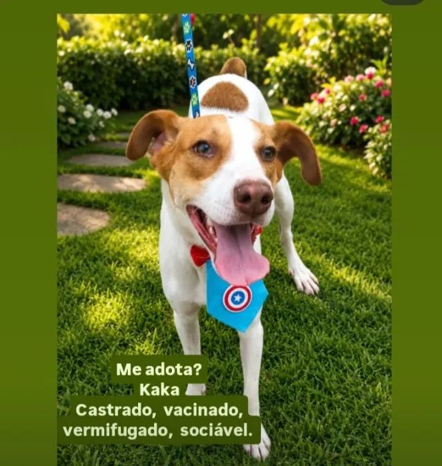 KAILAN PARA ADOÇÃO  - Foto 4